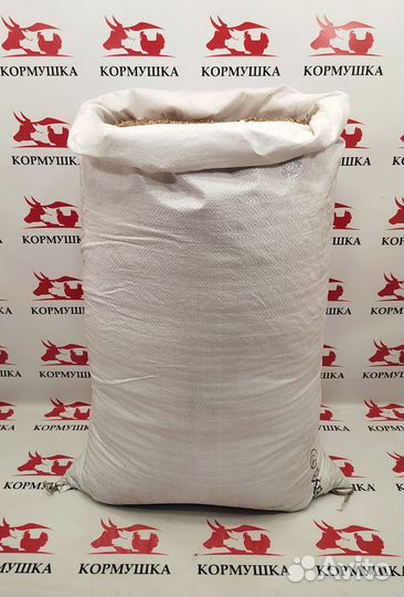 Костер семена