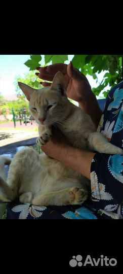 Котик 8 месяцев