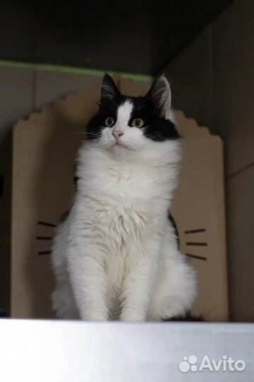 Котик ищет дом