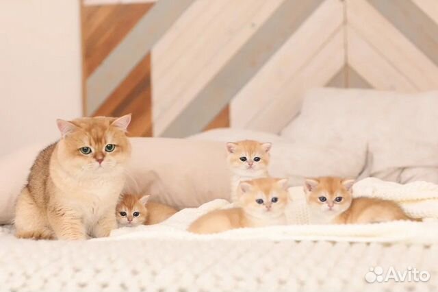 Породистые золотые британские котята объявление продам