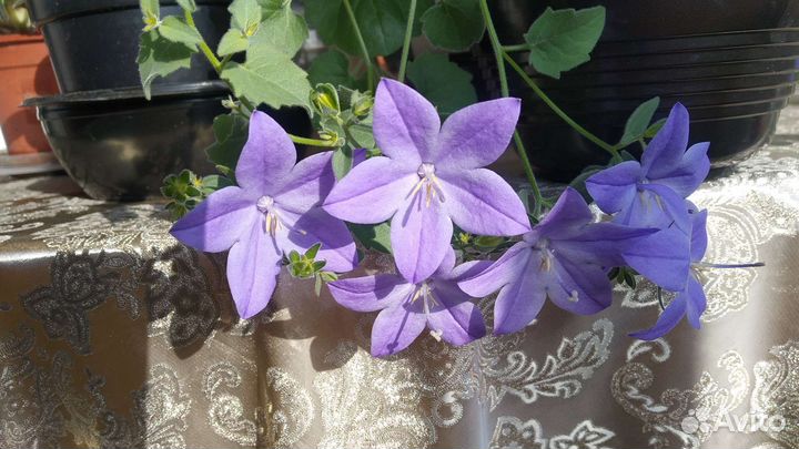 Колокольчики