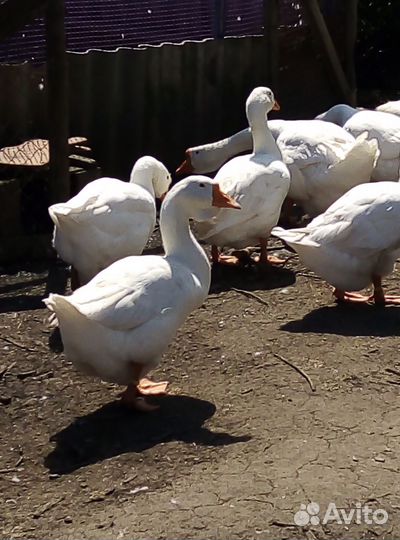 Бройлеры, утки, гуси