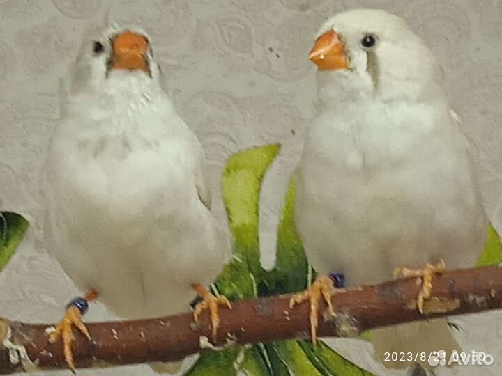 Зебровые амадины, птички