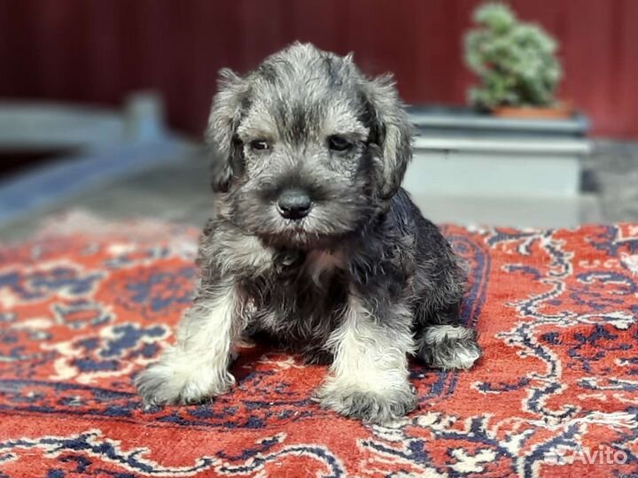 Цвергшнауцер