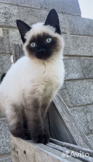 Кошка колор пойнт