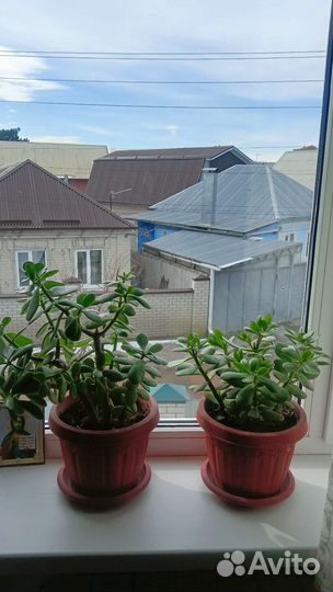 Денежное дерево