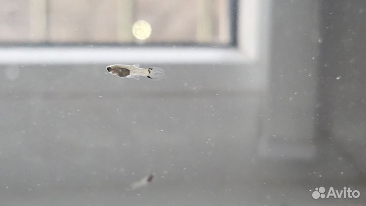 Аквариумные рыбки гуппи