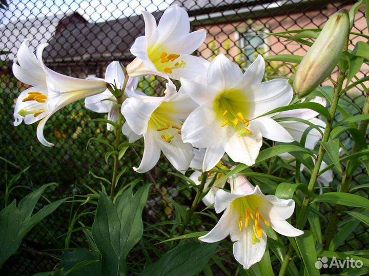 Растения садовые и комнатные