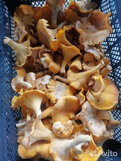 Грибы лисички свежие