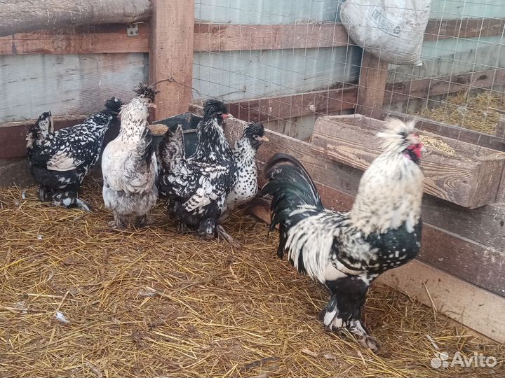 Петухи и курицы