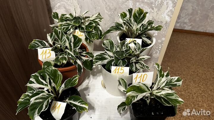 Калатея white fusion