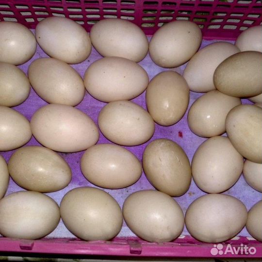 Яйцо Гусиное,Индоутки,Бегунка