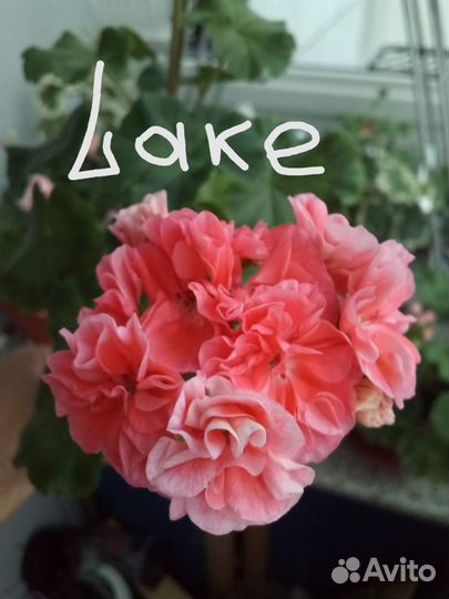 Пеларгонии