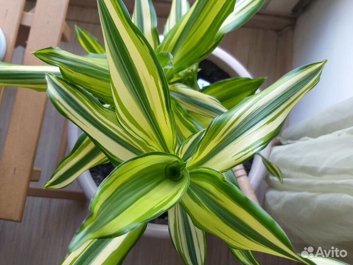 Молодые растения - драцена йеллоу кост