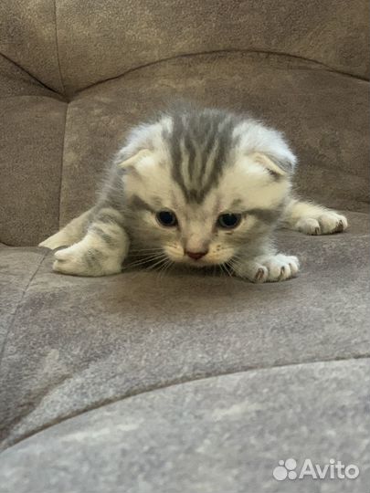 Британские котята