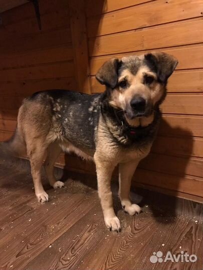 Мамба-собака из приюта. Друг и охранник