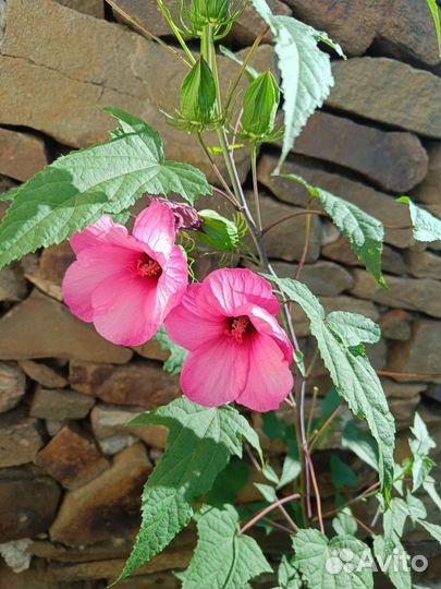Гибискус травянистый розовый
