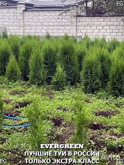 Туи вип класса