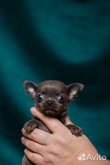 Голубоглазая супер мини девочка чихуа