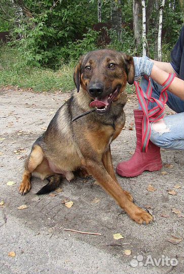 Молодой кобелёк