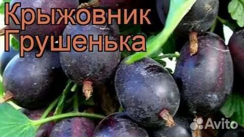 Ягодные кустарники