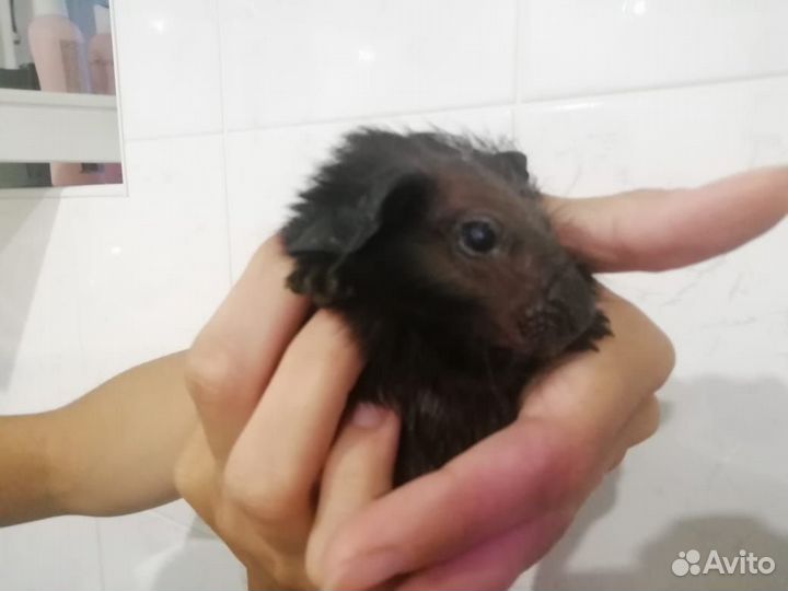 Морская свинка болдуин