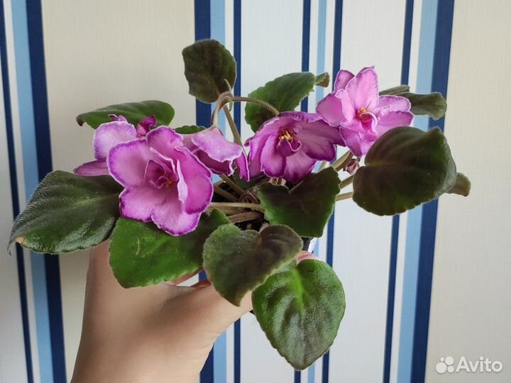 Фиалка мс Наша Надежда