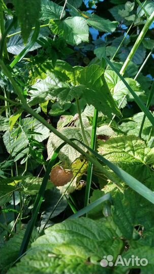 Малина ремонтантная молодые кустики