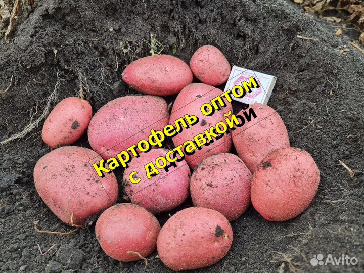 Картофель оптом с доставкой