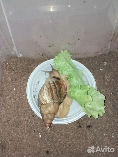 Отдам улиток