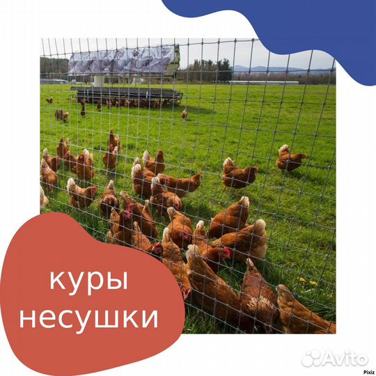 Куры несушки