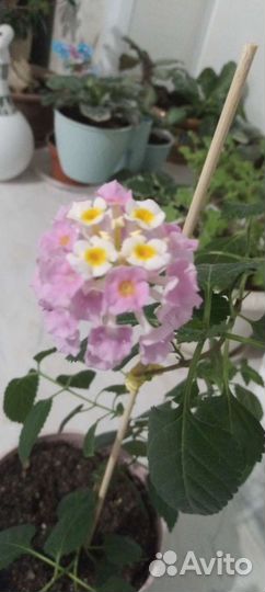 Экзотические комнатные цветы