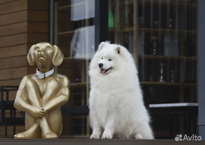 Щенки Самоеда