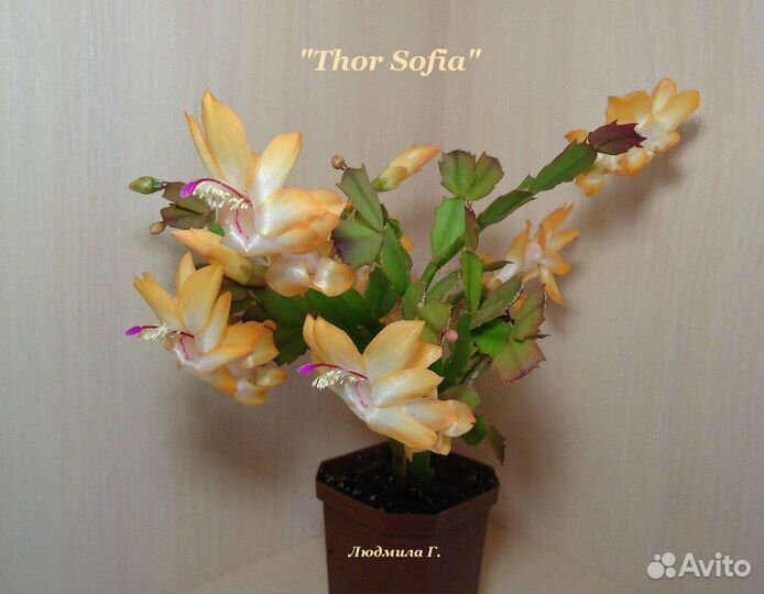 Декабрист шлюмбергера сортовые