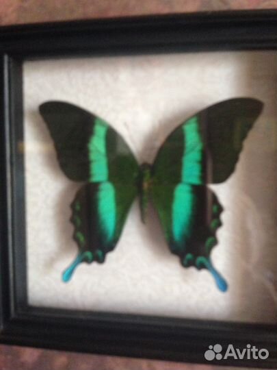 Коллекция- картина 