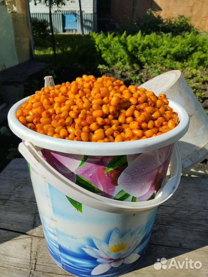 Облепиха ягоды