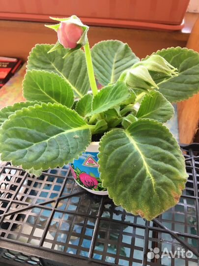 Глоксиния махровая