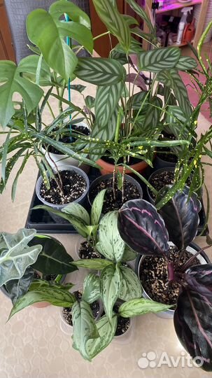 Комнатные цветы, излишки