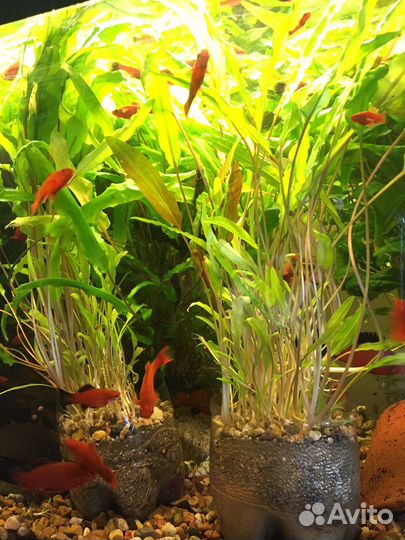 Криптокарина Вендта в большом горшочке с грунтом