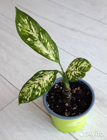 Диффенбахия