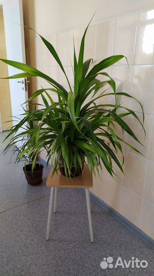 Комнатные цветы панданус