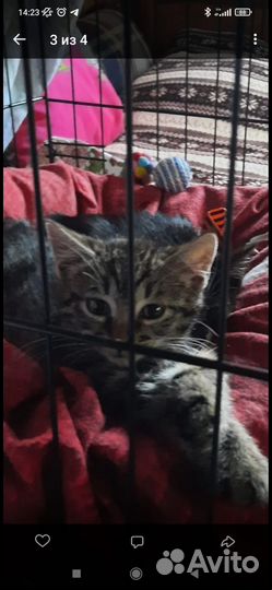 Котята ищут дом