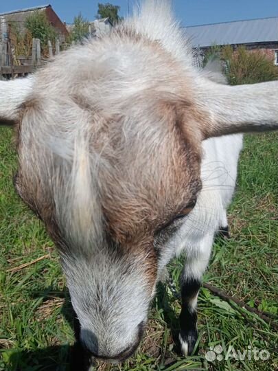 Козочка и козел