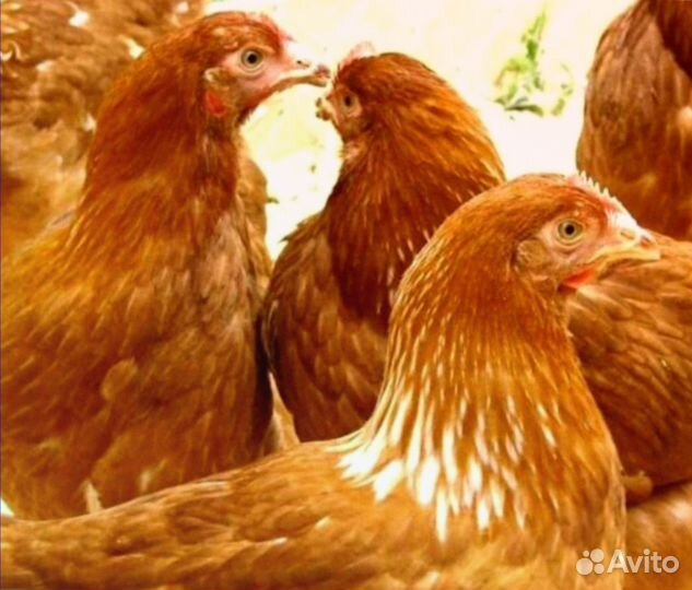Куры молодки несушки рыжие белые доминанты