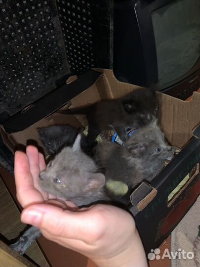 Кошка в дар бесплатно