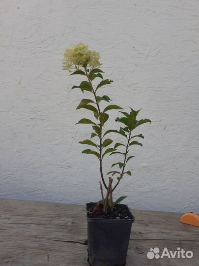 Гортензия саженцы метельчатая