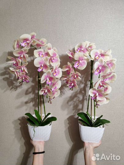 Орхидеи из силикона