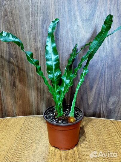 Папоротники