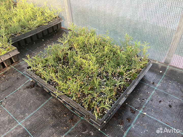 Туя смарагд