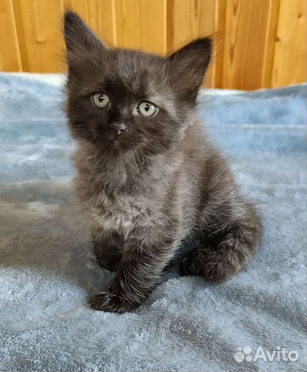 Сибирская кошка